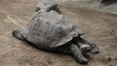 20190907 5876CPw [D~HRO] Galapagos Riesenschildkröte (Geochelone nigra), Zoo, Rostock