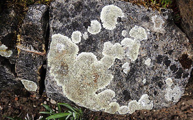 20200517 7519CPw [D~LIP] Flechte (Rhizoplaca chrysoleuca), UWZ, Bad Salzuflen