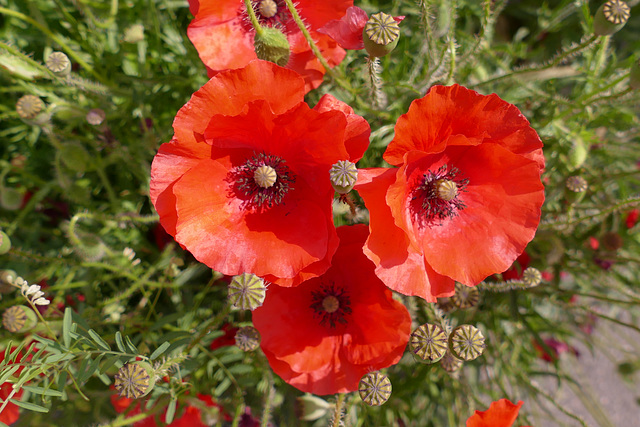 "Gentil coquelicot, Mesdames ..."