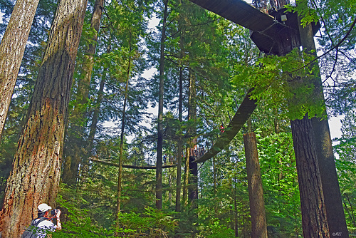 Der Zaun an der Capilano Suspention Bridge Park, Treewalk mal von unten