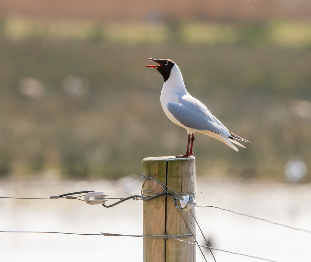 Black headed gull