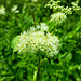 Echtes Mädesüß (Filipendula ulmaria)