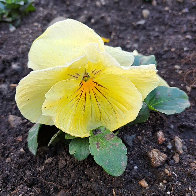 Garten-Stiefmütterchen (Viola wittrockiana)