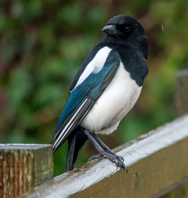 Magpie