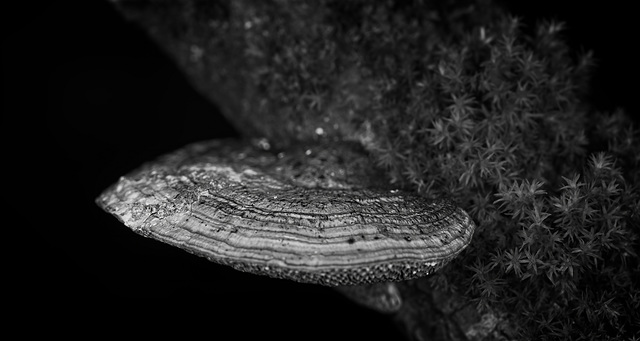 Der Rötende Blätterwirrling (Daedaleopsis confragosa) in seinen SW Look :)) The Red Leaf-Mirror (Daedaleopsis confragosa) in its SW look :)) Le Daedaleopsis confragosa (Miroir à Feuilles Rouges) dans 