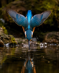 Kingfisher Dive AI