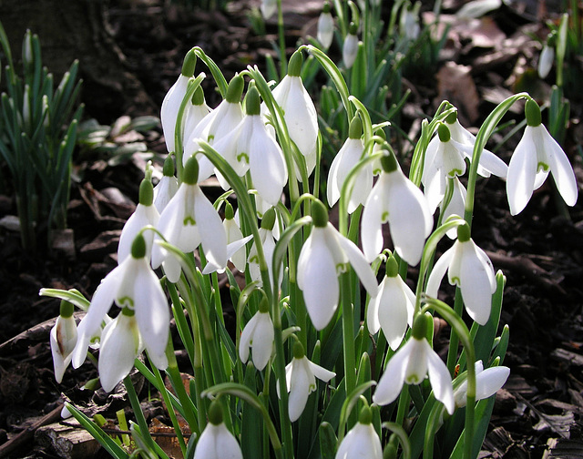 Snowdrops