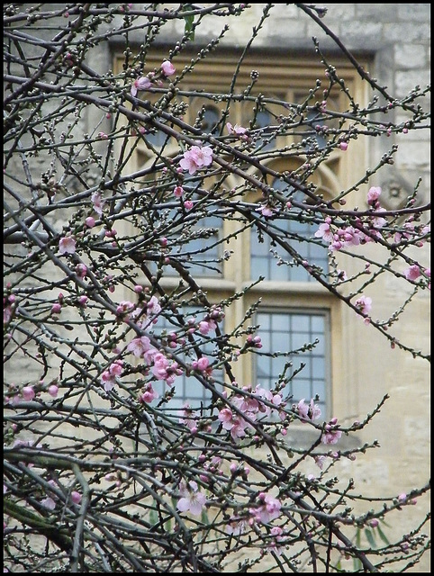 St Mary's blossom in January