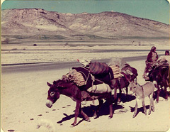Donkeys, Iran, 1977