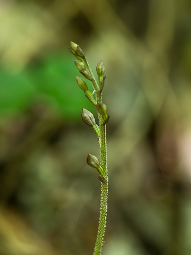 Neottia smallii (Appalachian Twayblade orchid)