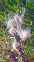 Thistles