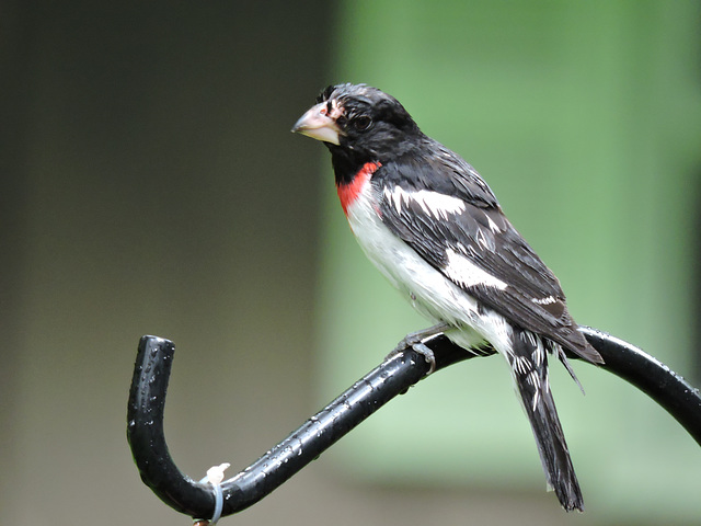 Rose-breasted Grosbeaks