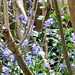 The bluebells are in amongst the lilacs