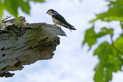 Chimney Swift