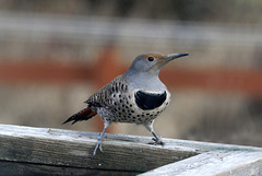 Female Northern Flicker