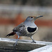 Female Northern Flicker