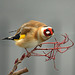 Goldfinch