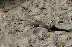 Spinytail Iguana