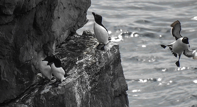 20190614 5258CPw [R~GB] Tordalk, Castlemartin Range, Wales