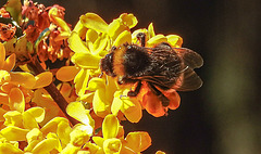 20200410 7171CPw [D~LIP] Dotterberberitze (Berbris 'Stenophylla'), Hummel, Bad Salzuflen