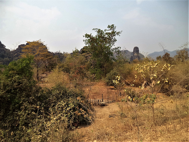 La campagne laotienne en mode panacée bienfaisante