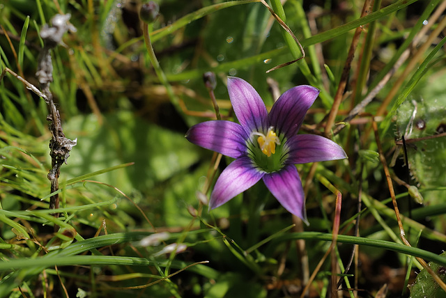 Romulea rosea, Aspargales