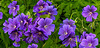 20210609 0643CPw [D~LIP] Blume, UWZ, Bad Salzuflen