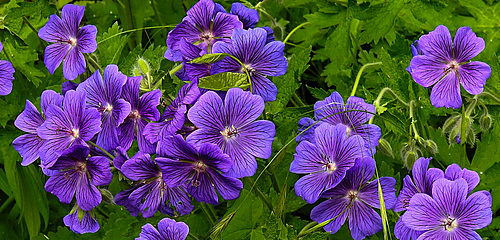 20210609 0643CPw [D~LIP] Blume, UWZ, Bad Salzuflen