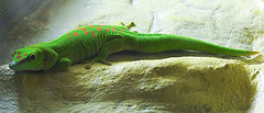 20220422 0679CPw [D~HF] Großer Madagaskar-Taggecko (Phelsuma grandis), Herford