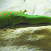20220422 0679CPw [D~HF] Großer Madagaskar-Taggecko (Phelsuma grandis), Herford