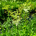 Echtes Mädesüß (Filipendula ulmaria)