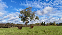 Fluffy clouds