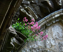 Tintern Abbey- Old Stones and Red Campion