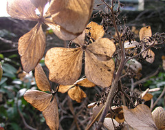 Old leaves