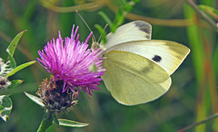 Small White