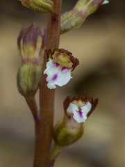 Corallorhiza odontorhiza (Autumn Coral Root orchid)