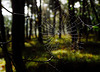 Ein Septembermorgen im Wald - A September morning in the forest