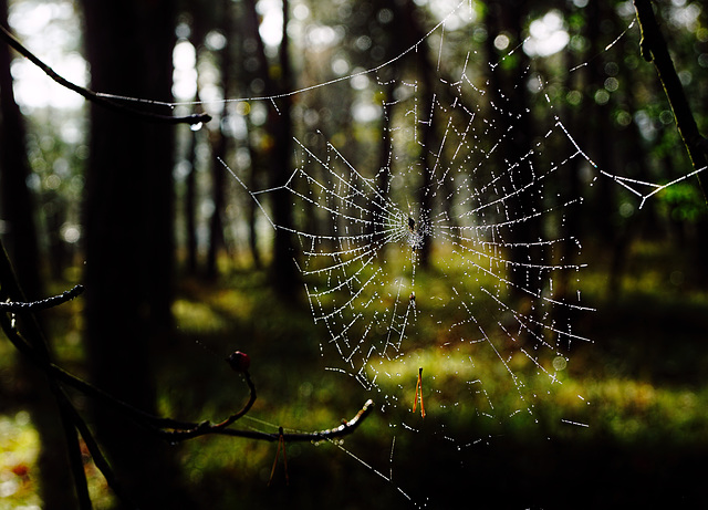 Ein Septembermorgen im Wald - A September morning in the forest