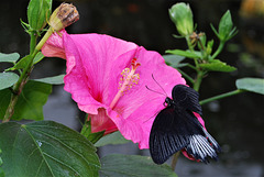 Butterfly on a pink flower.