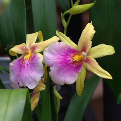 Miltonia 'Sunset'