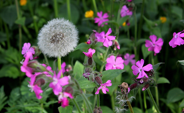 Taraxacum  (2)