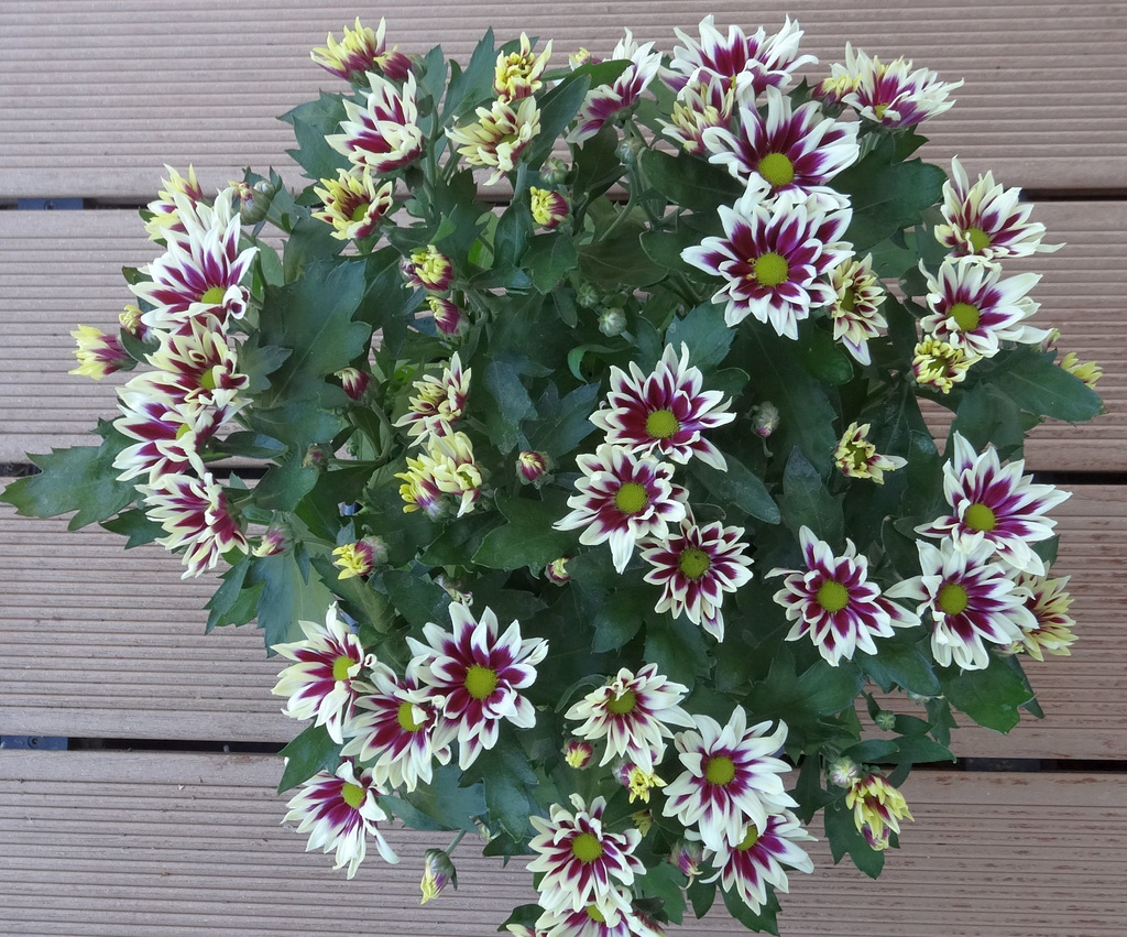 Sommerblumen (1)