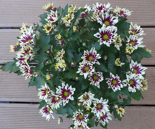 Sommerblumen (1)