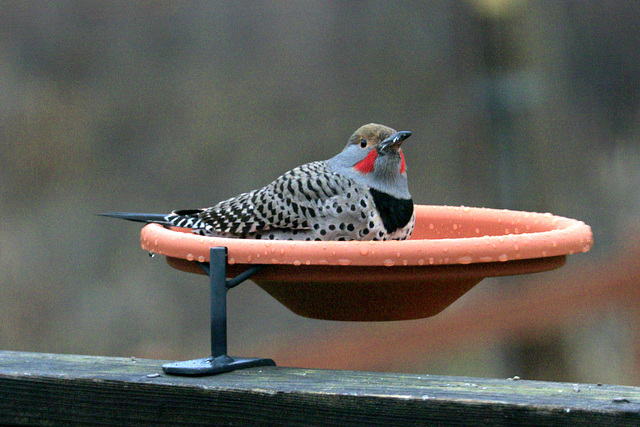 Northern Flicker