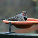 Northern Flicker