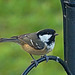 Coal Tit