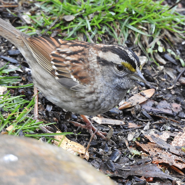 White-throated Sparrow