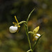 California Lady's Slipper