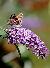 EOS 6D Peter Harriman 10 36 55 02625 Butterfly dpp