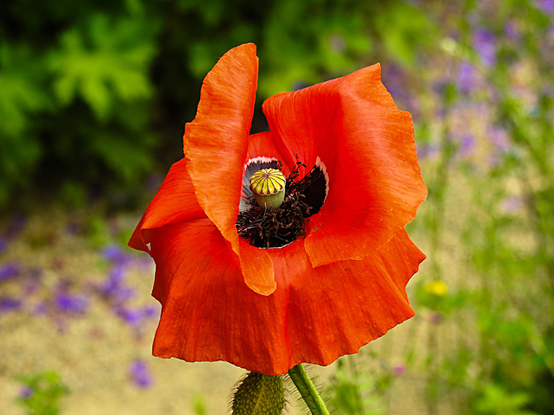 20210609 0644CPw [D~LIP] Mohn, UWZ, Bad Salzuflen